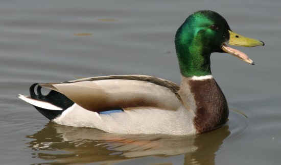 DuckHead Avatar